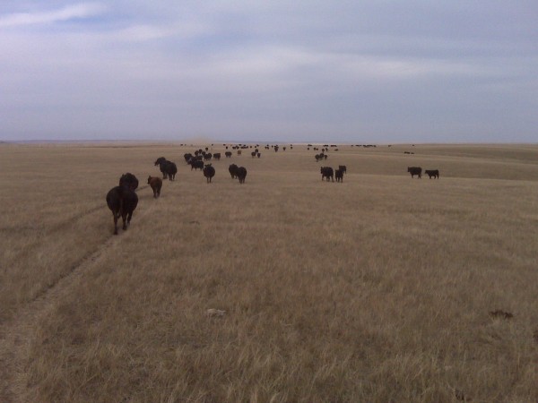 Wide Open Spaces
