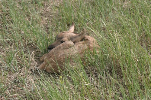 IMG_4705 Sleeping Baby Antelope
