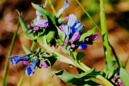 flowers 2