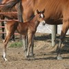 IMG_6011 The Little Prince at a week old