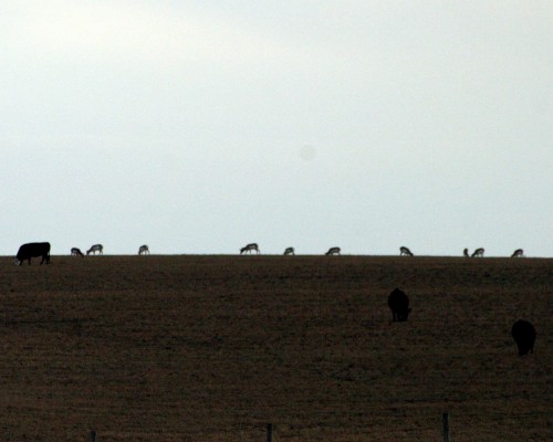 IMG_7693 home, home on the range...