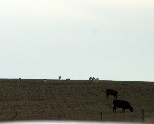 IMG_7694 where the deer...