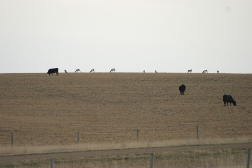 IMG_7696 and the antelope play...
