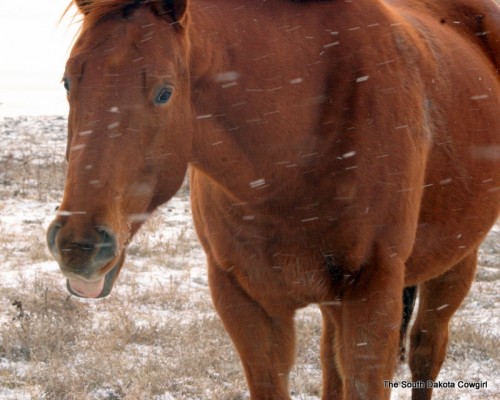 Sunday, says "phooey on the cold. I'm not cold!"