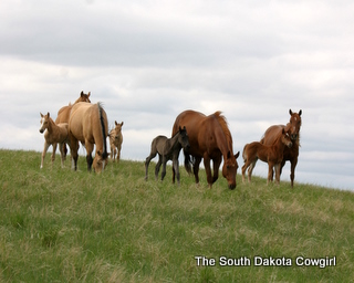 Some 2009 Foals