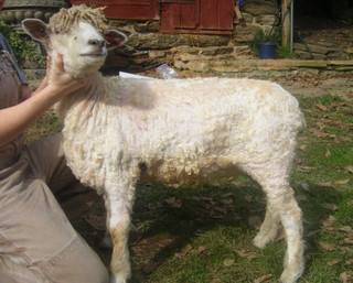 Feederbrook Farm Lisa 008 Sheared Savannah Mae