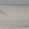 IMG_9904