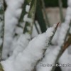 Snow Covered Yucca