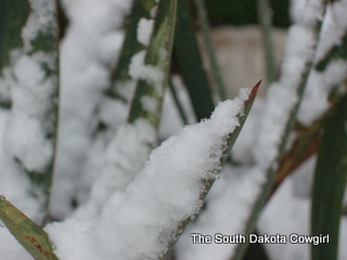 Snow Covered Yucca