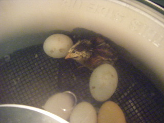chick hatching