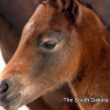 Hope's pretty filly!
