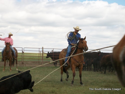 Zach dragging a calf on DX Iam Nuked (Dozer)
