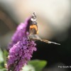 IMG_3865 IMG_3865