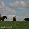 alfalfa field horses alfalfa field horses