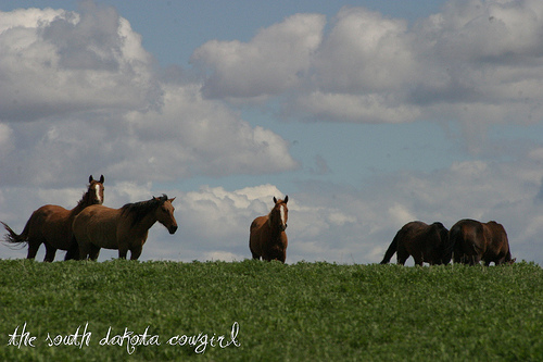 alfalfa field horses