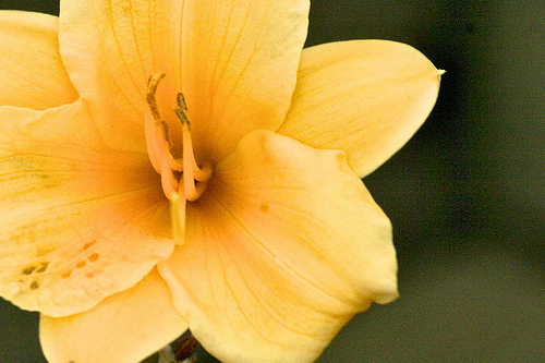 Lonely Daffodil