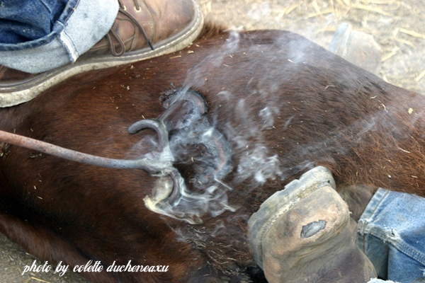 branded calf