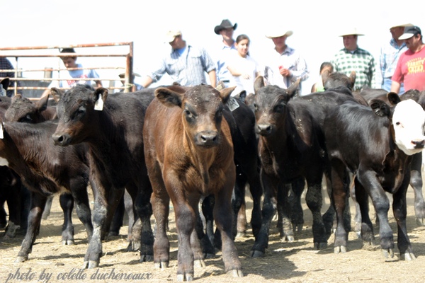 calves