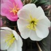 IMG_3085 (2) IMG_3085 (2)