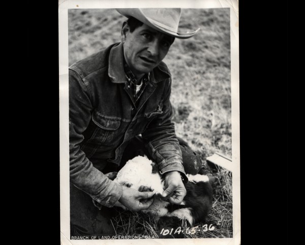 Hereford Calf