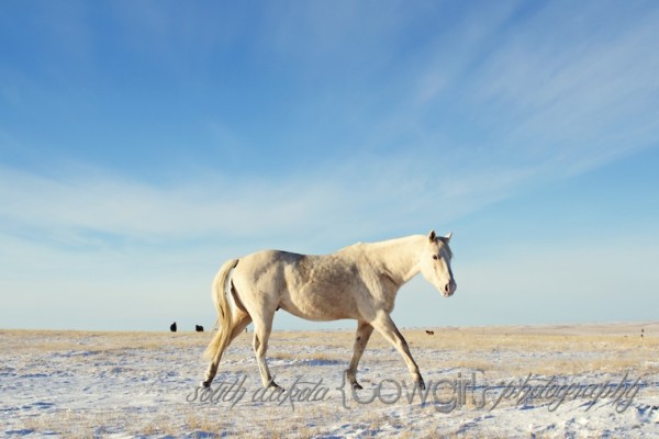 South Dakota Cowgirl Photography, equine photography, Jenn Zeller