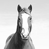 south dakota photography, south dakota cowgirl photography, equine photography