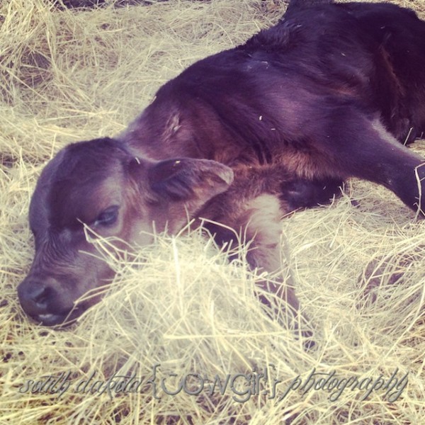 south dakota cowgirl photography, ranching, ranch photography, brangus cattle