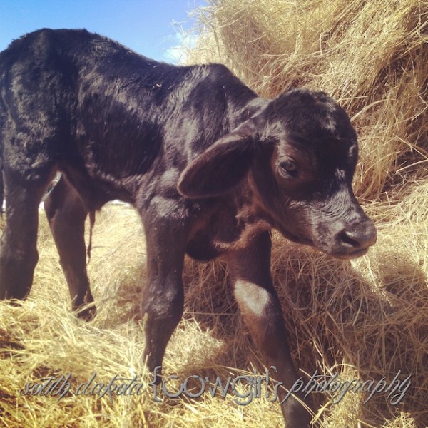 south dakota cowgirl photography, ranching, ranch photography, brangus cattle, brangus cattle photos