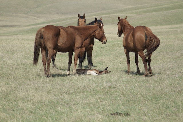 south dakota cowgirl photography, the south dakota cowgirl, south dakota ranches, south dakota horses, horses, foals, foal photos