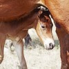 south dakota cowgirl photography, the south dakota cowgirl, south dakota ranches, south dakota horses, horses, foals, foal photos