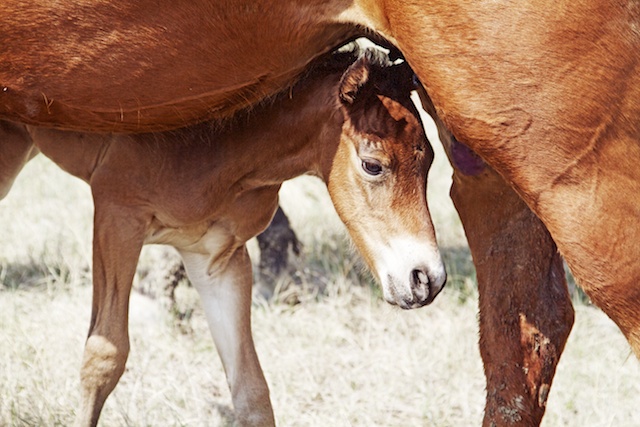 south dakota cowgirl photography, the south dakota cowgirl, south dakota ranches, south dakota horses, horses, foals, foal photos