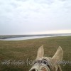 south dakota cowgirl photography, palomino horse, iphone photo, missouri river