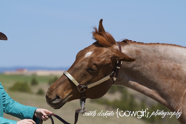 south dakota cowgirl photography, south dakota cowgirl, show horse photography, show horse photographers