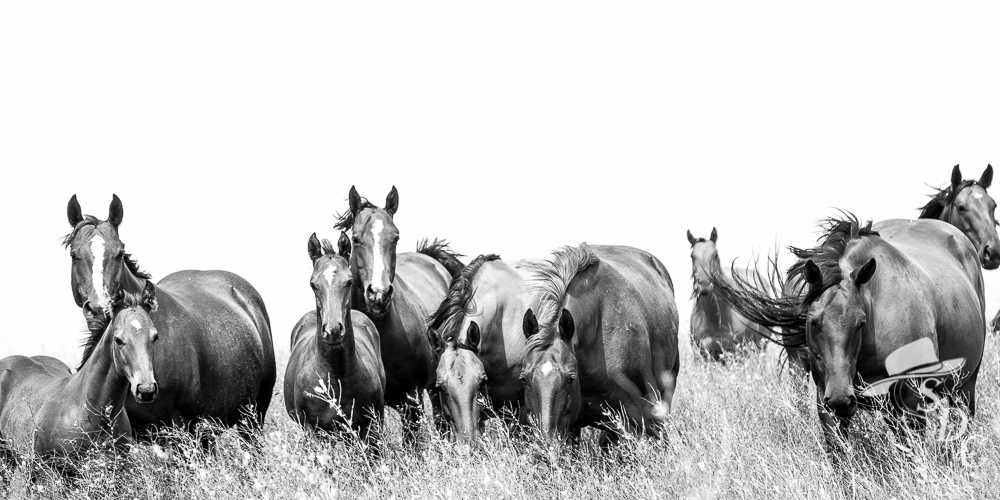 Saying Hi! The South Dakota Cowgirl